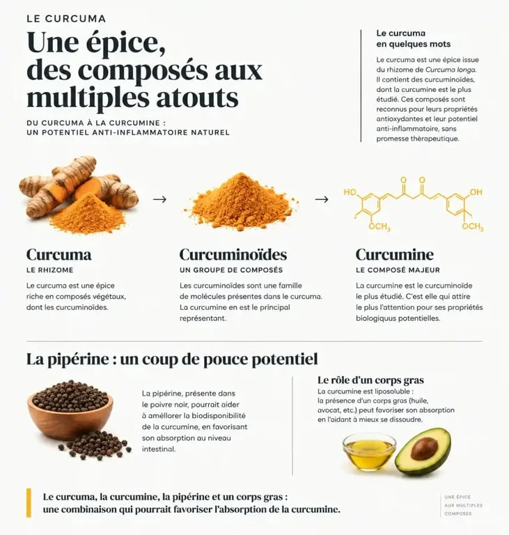 Infographie sur le curcuma, la curcumine et la pipérine comme épice anti-inflammatoire